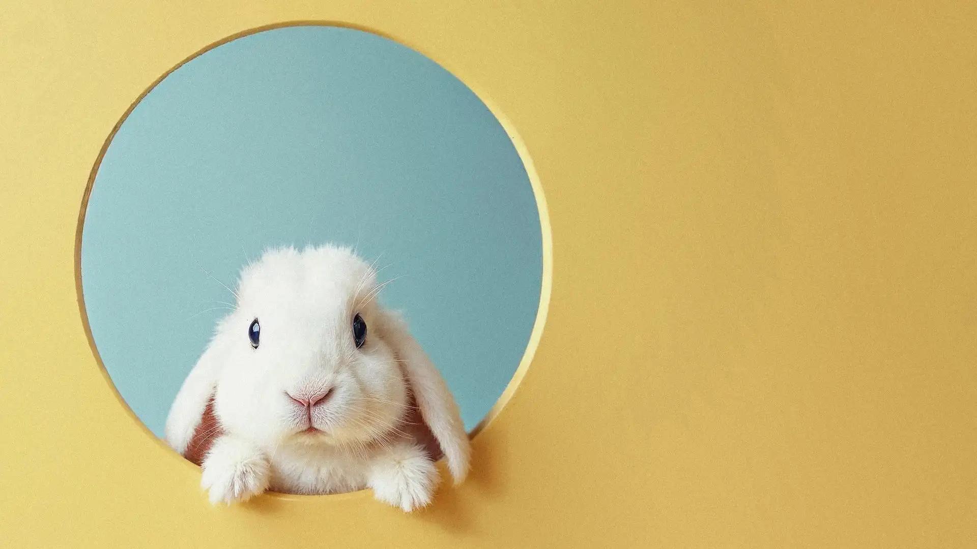 White rabbit, SEO rabbit hole