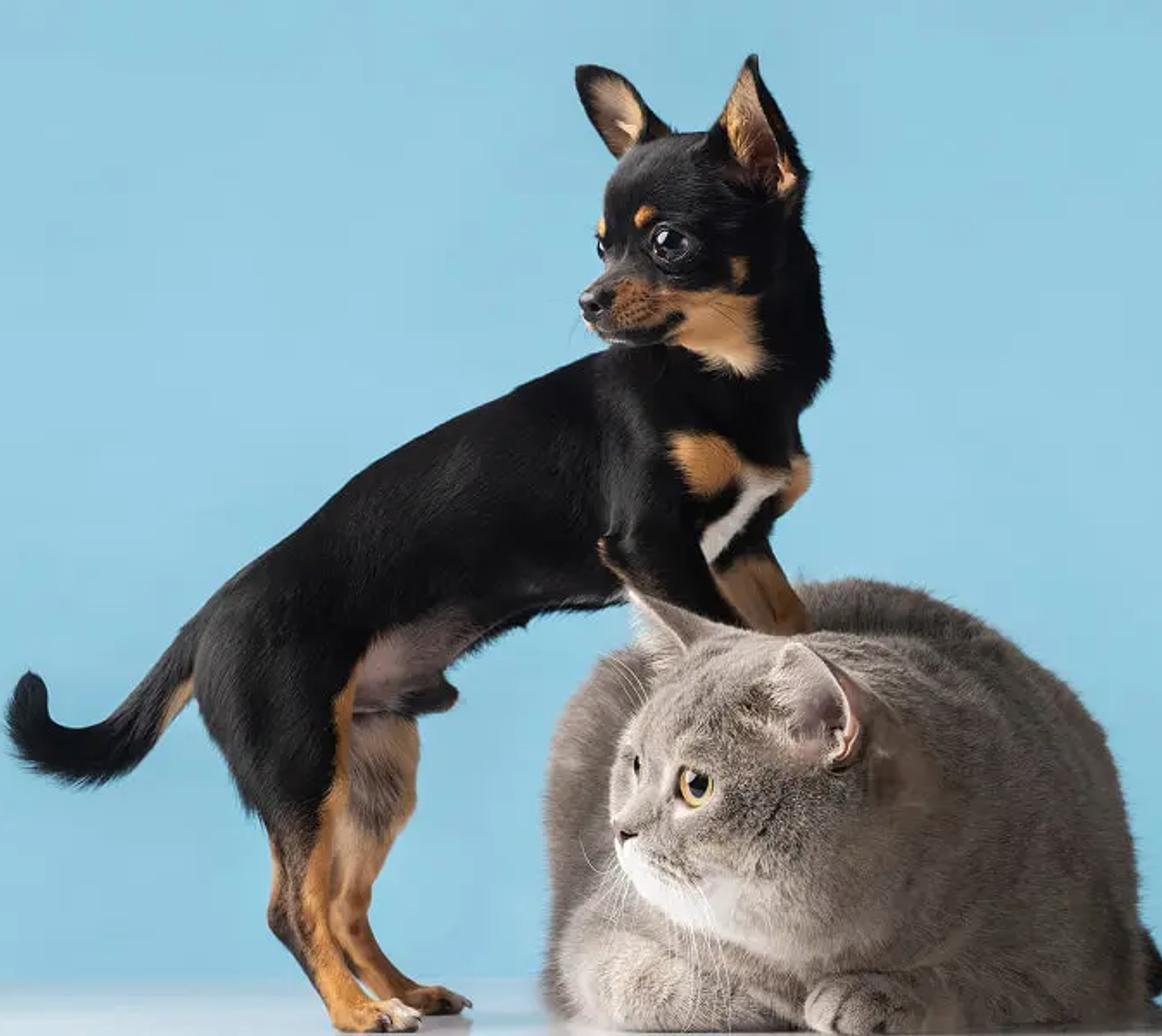 alt chien chat