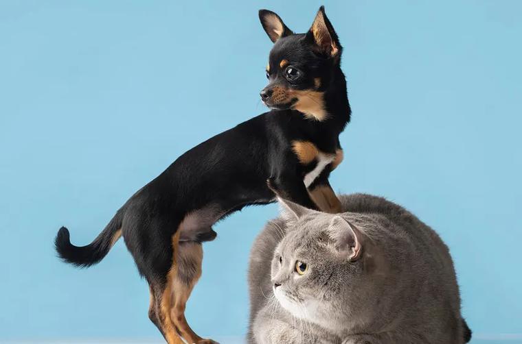 alt chien chat