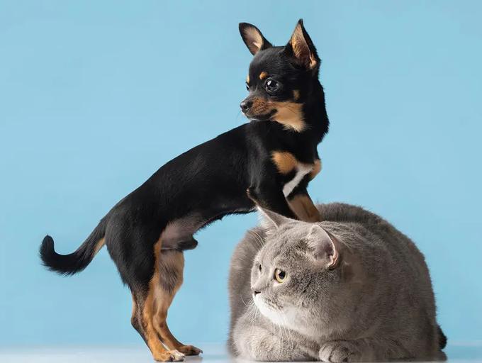 alt chien chat