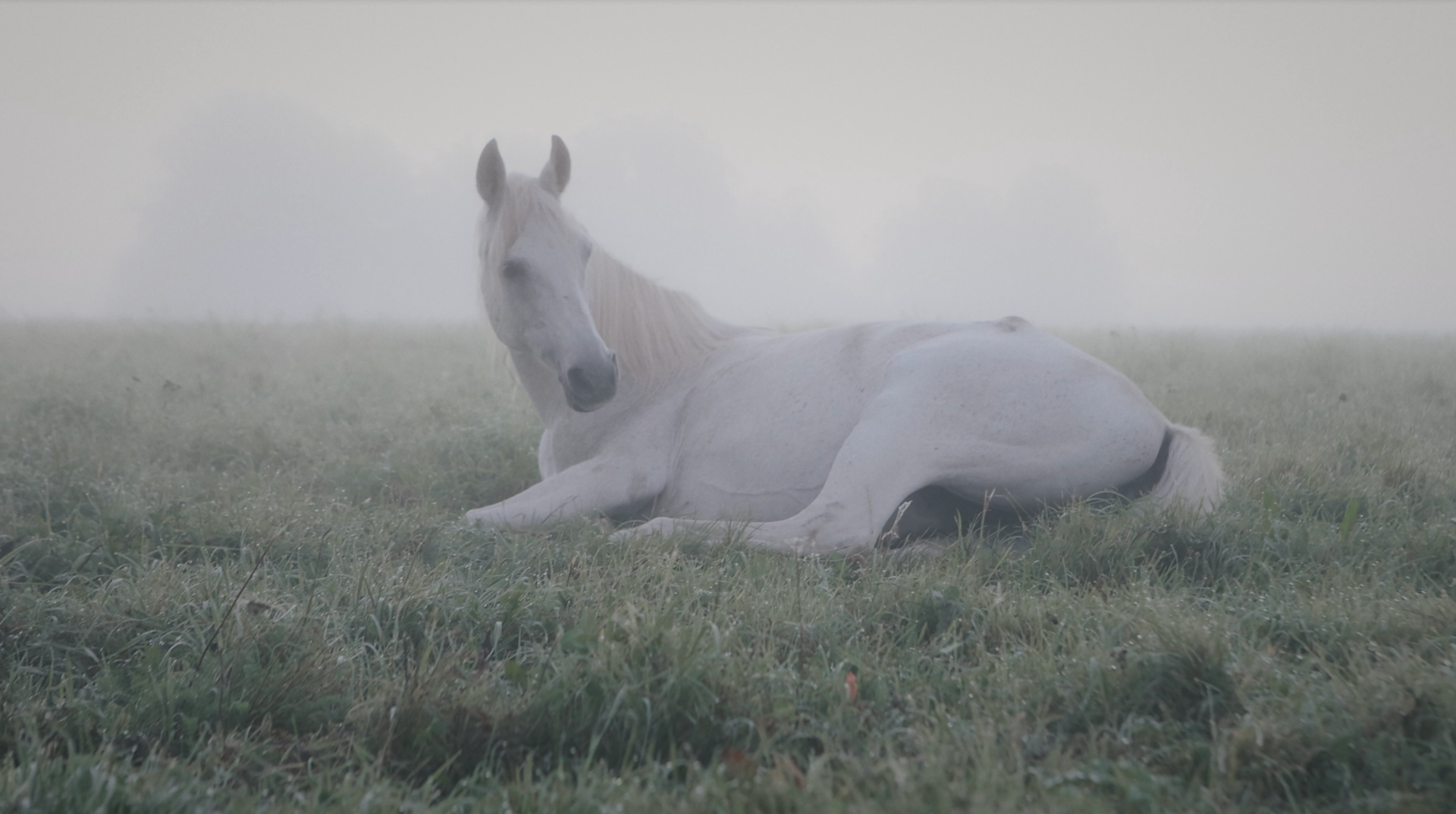 Lifestyle / Commercial — video 3