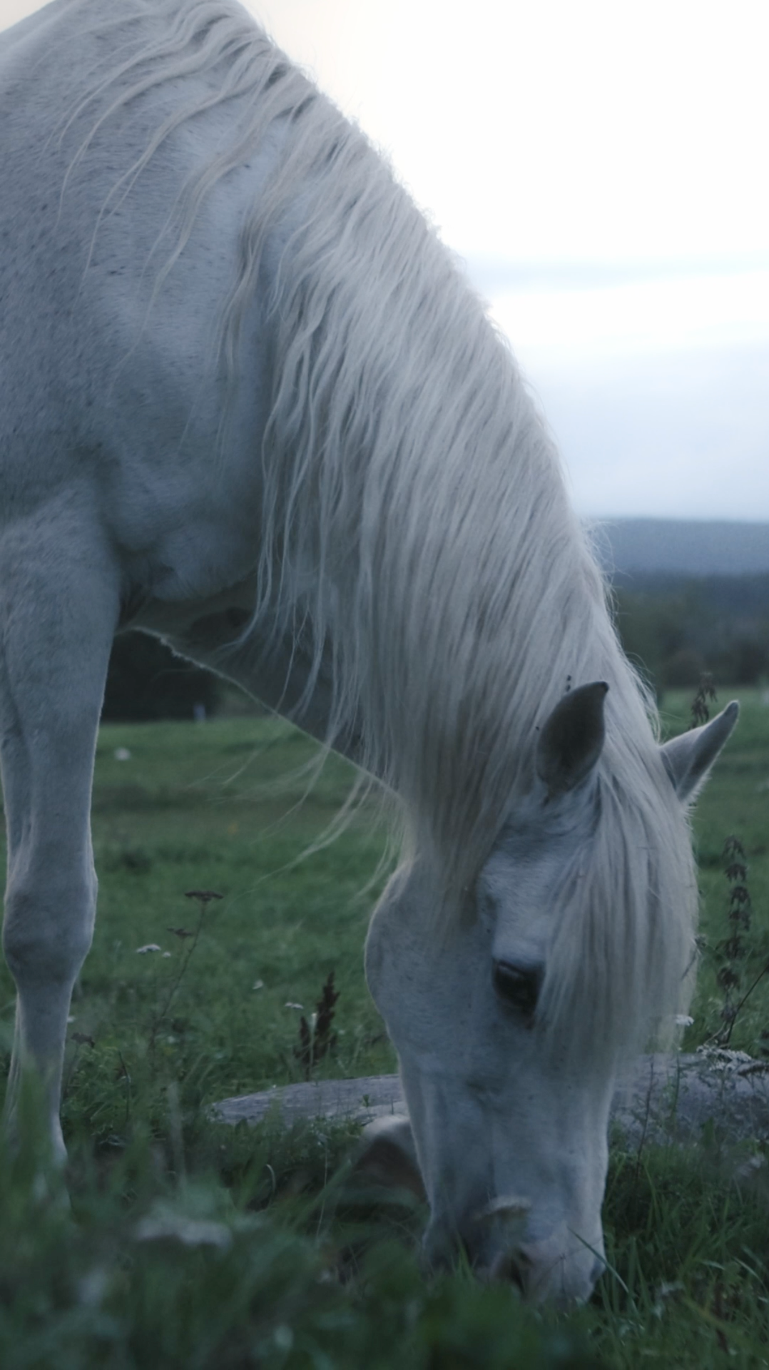 Lifestyle / Commercial — video 20