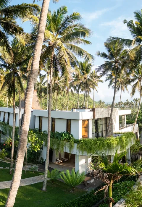 Water Buffalo with Shepard in front of Alamayah Sumba
