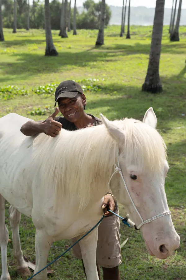 Local Horse