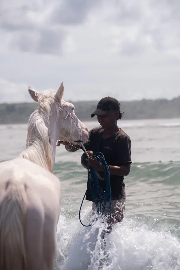 Local Horse Sumba