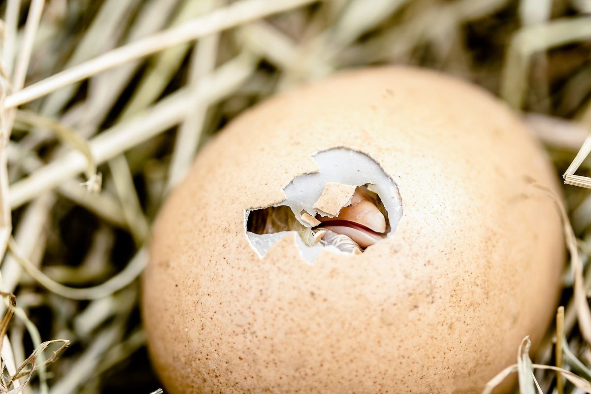 Featured image for Breakthrough at Egg