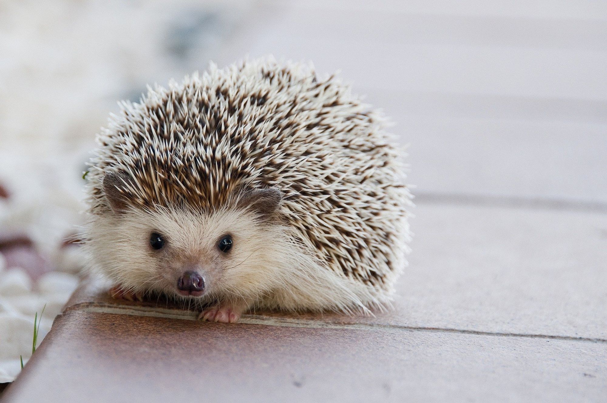 Featured image for Here’s a Hedgehog for You