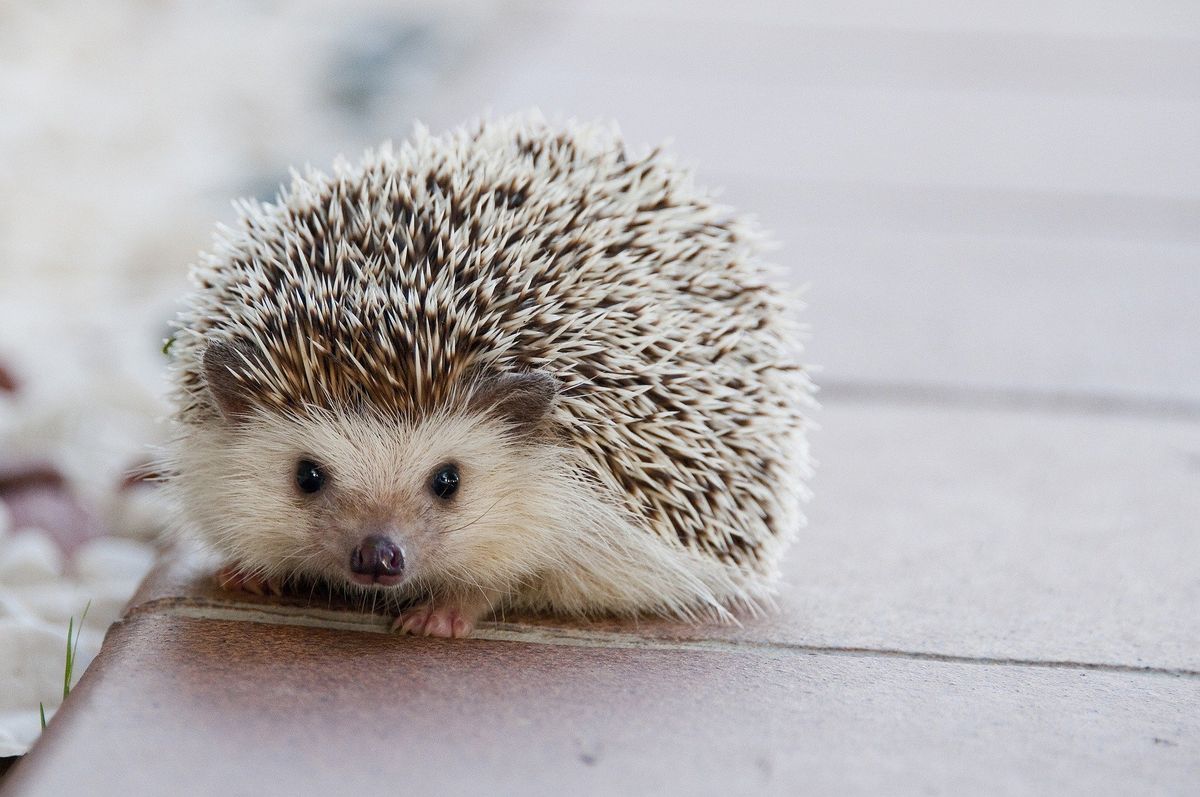 Featured image for Here’s a Hedgehog for You