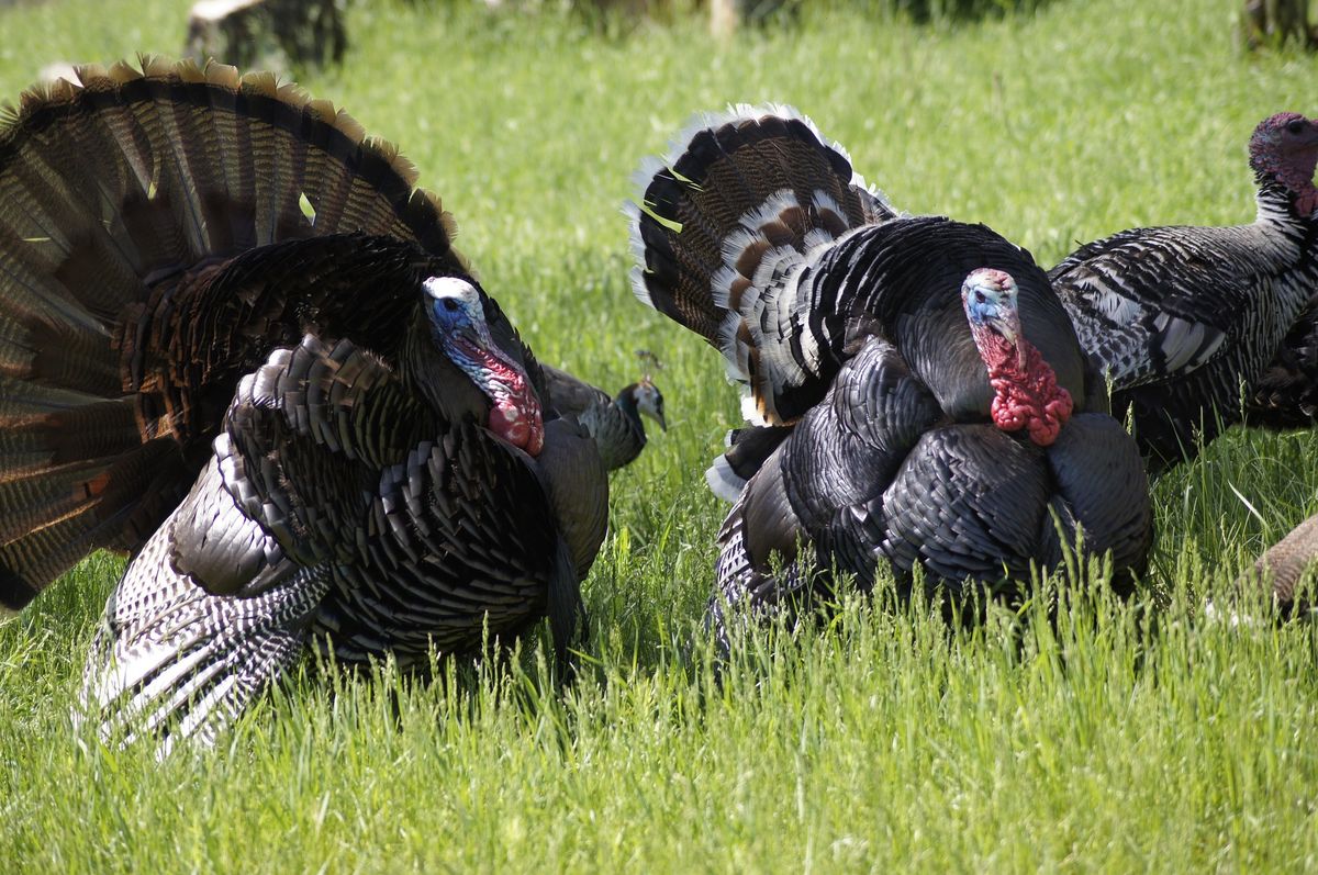 Featured image for Thanskgiving Thoughts