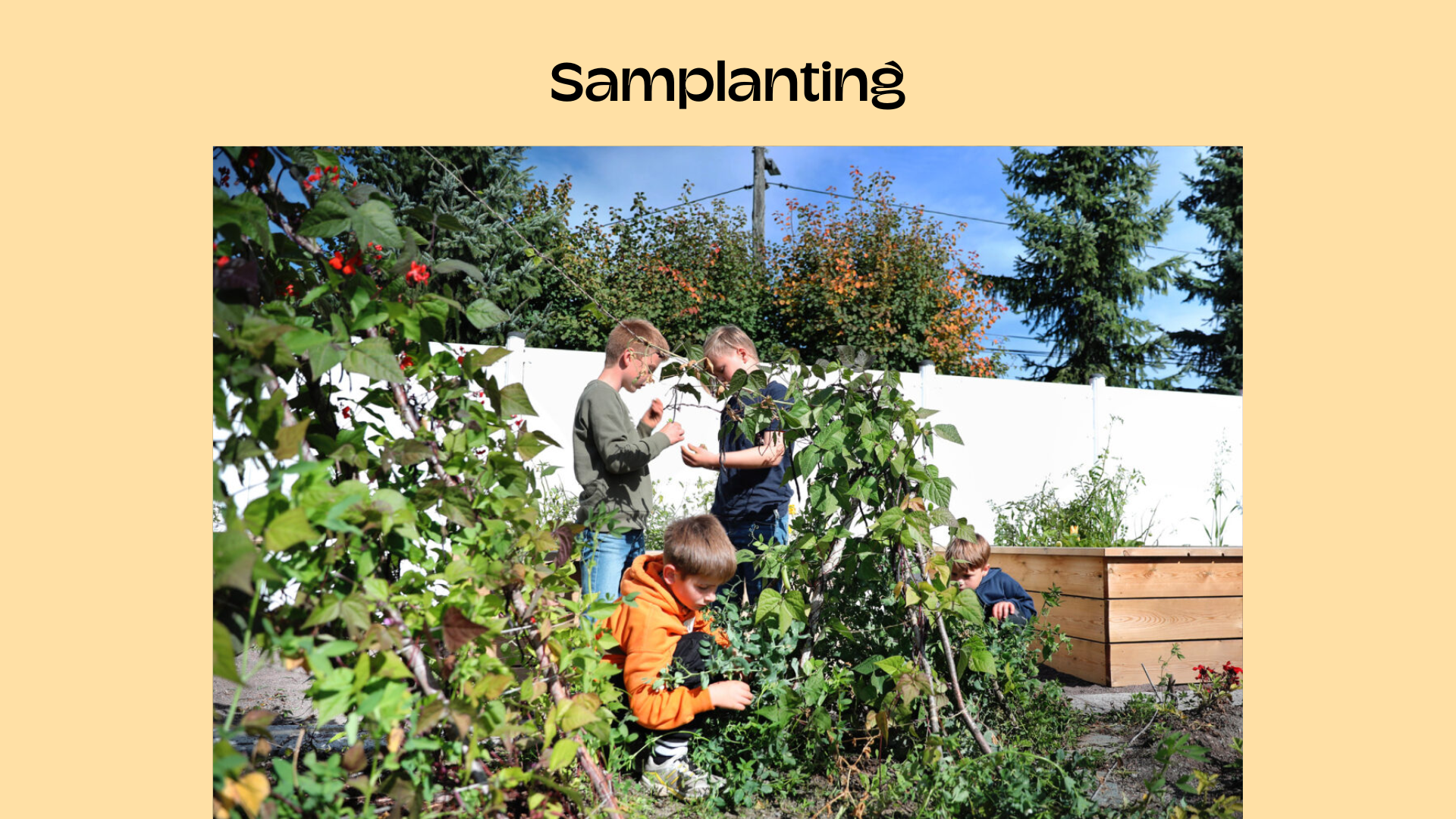 Samplanting | Skolehager I Norge