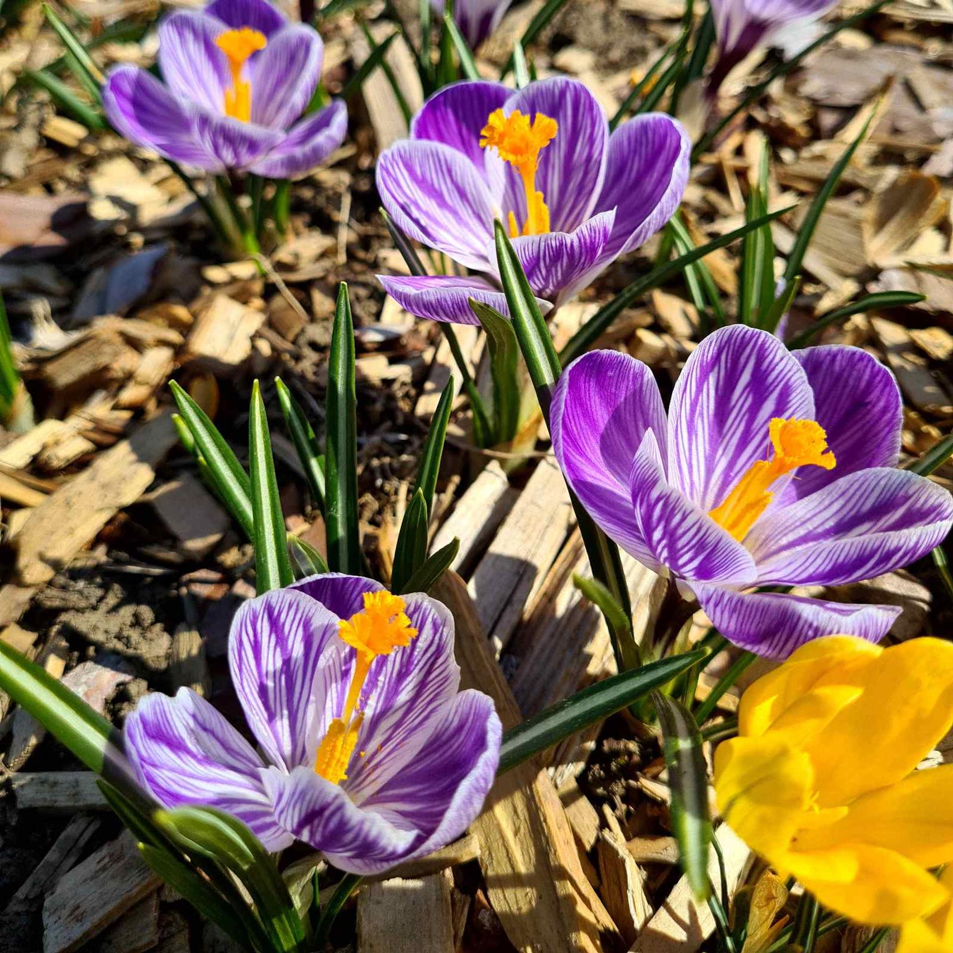 Crocus vernus 'Pickwick'