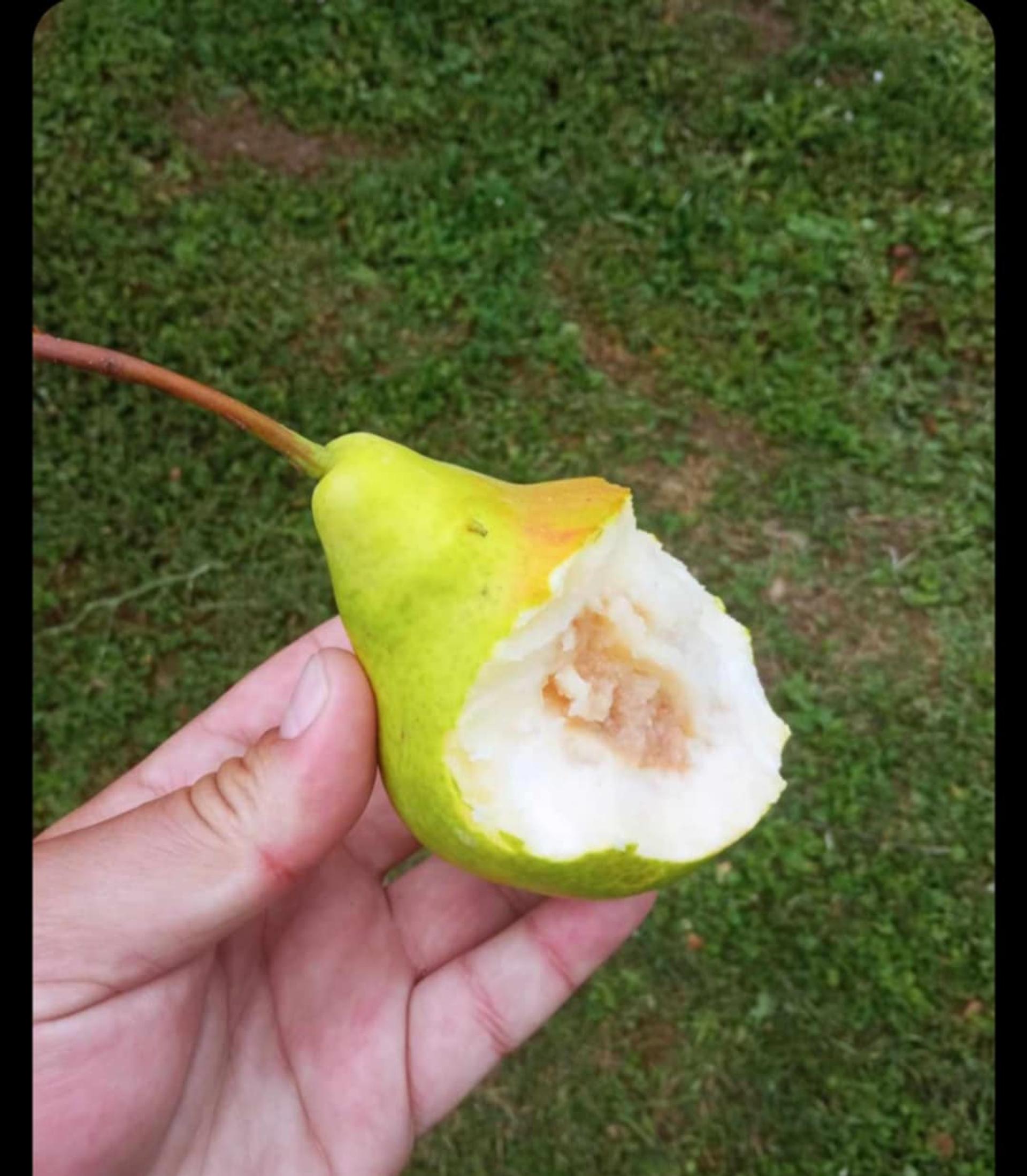 Ilinjača kruška