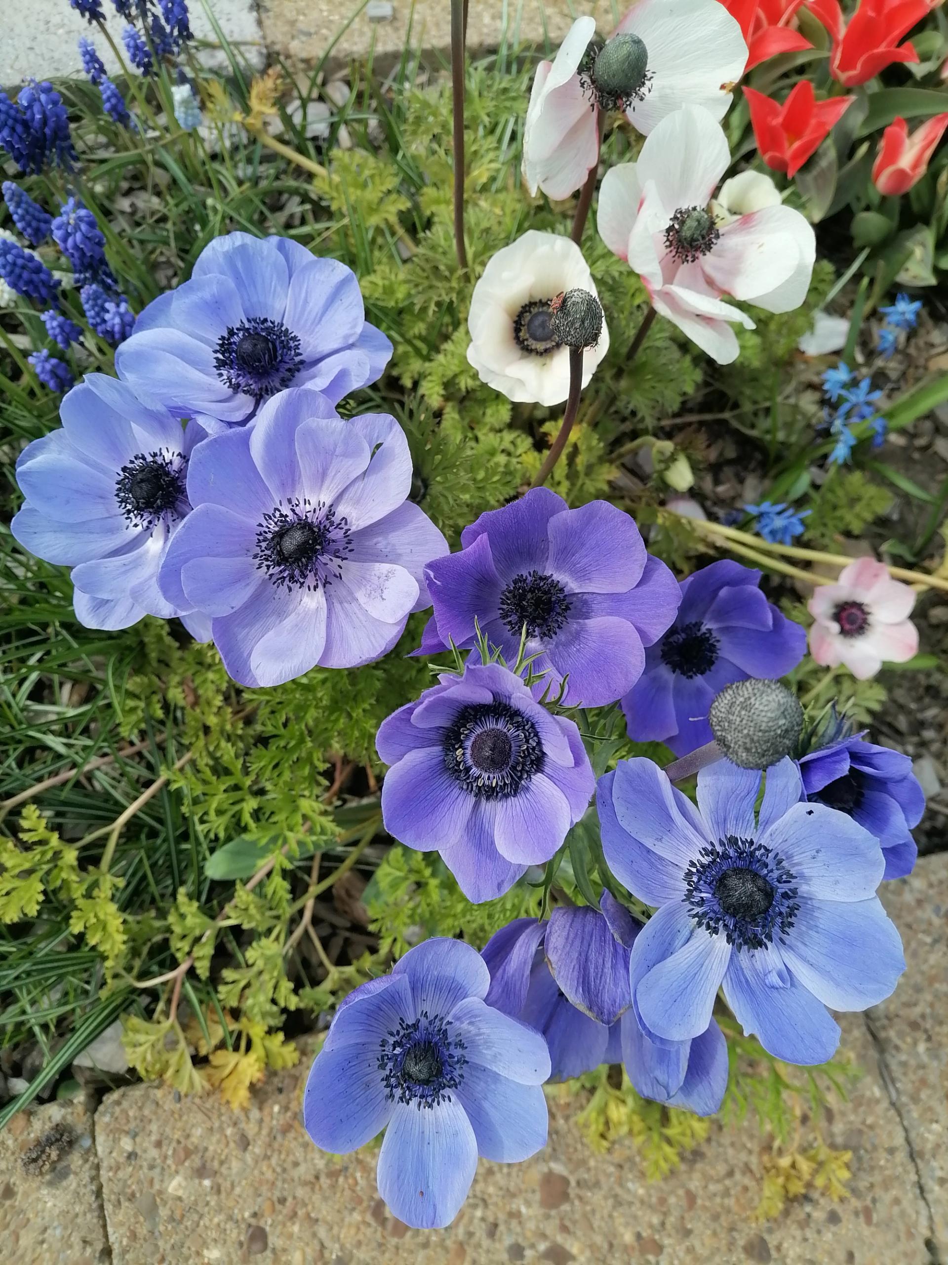 Anemone coronaria