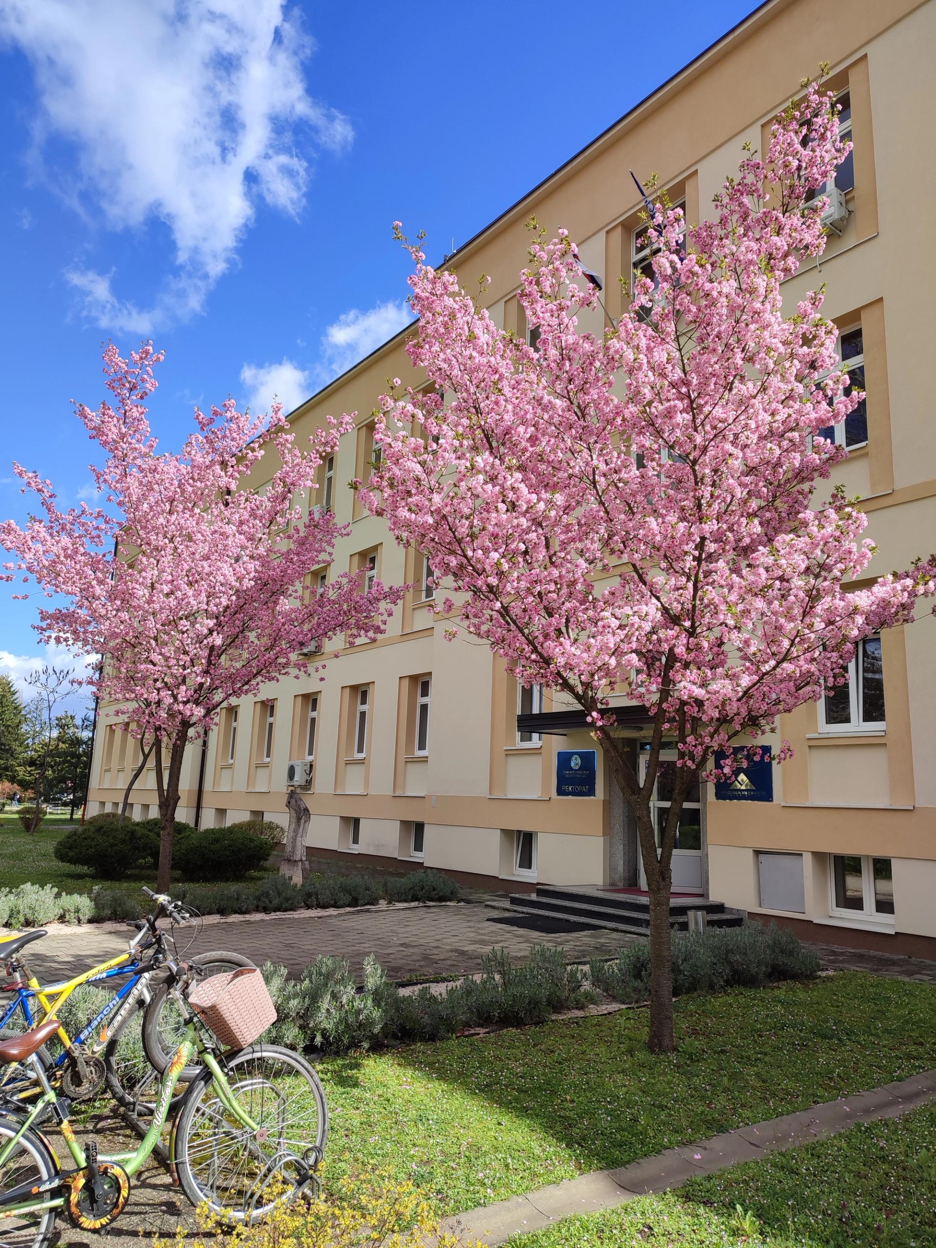 japanske trešnje, proljeće