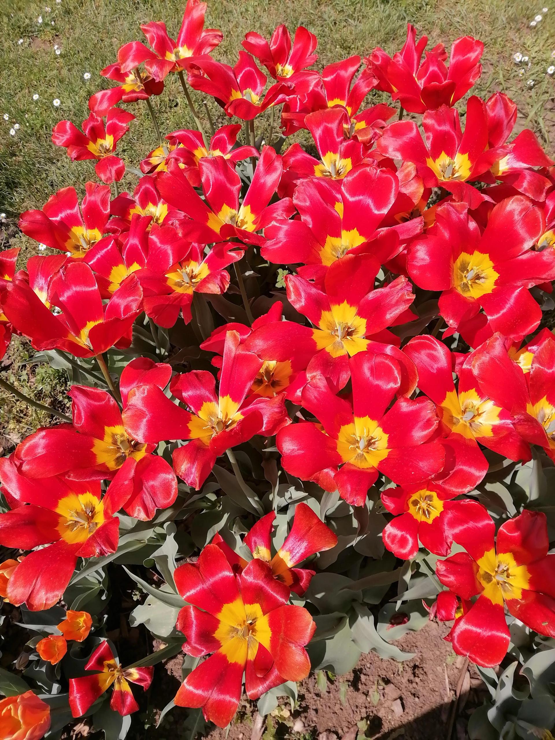 tulipani