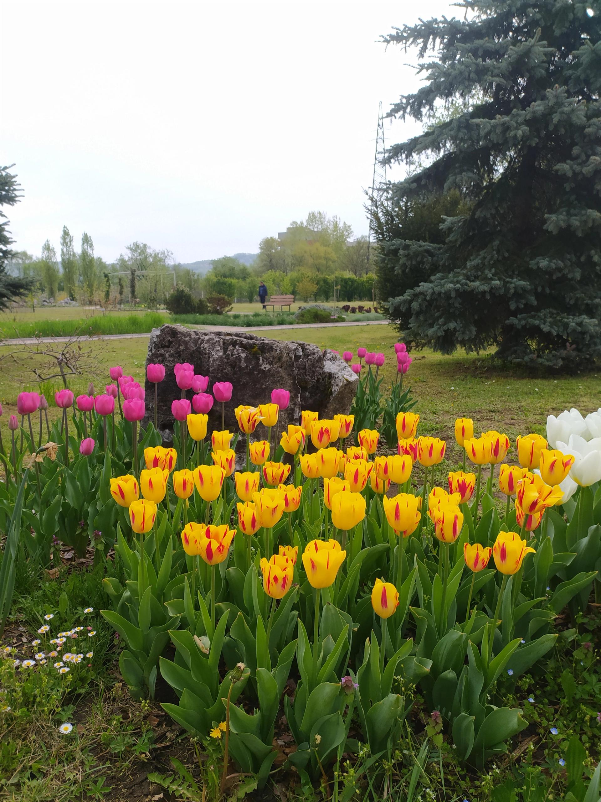 tulipani