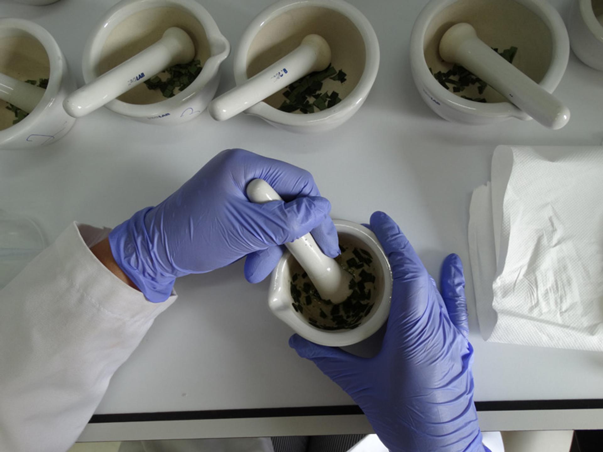 In vitro konzervacija 