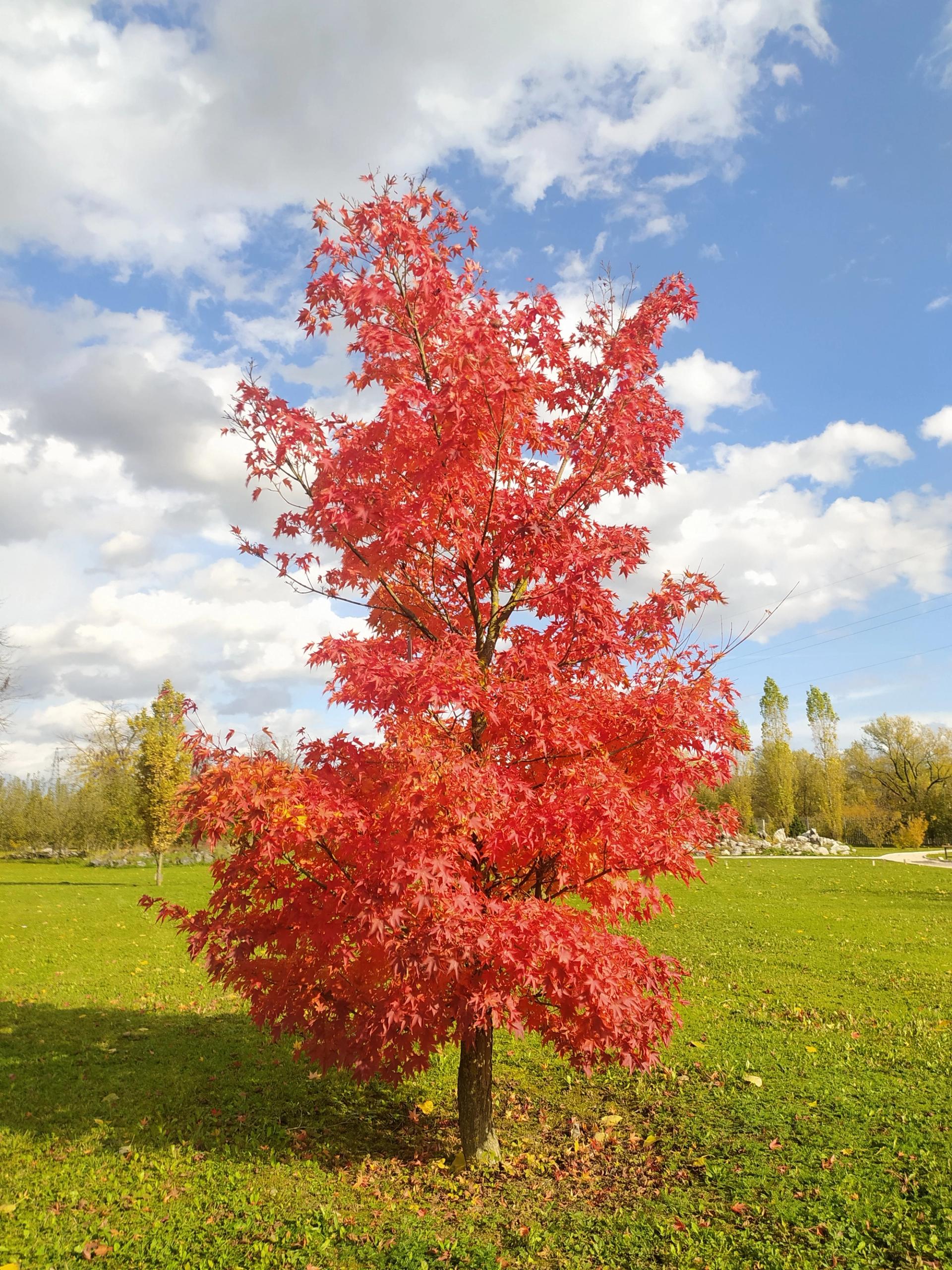 Acer palmatum 