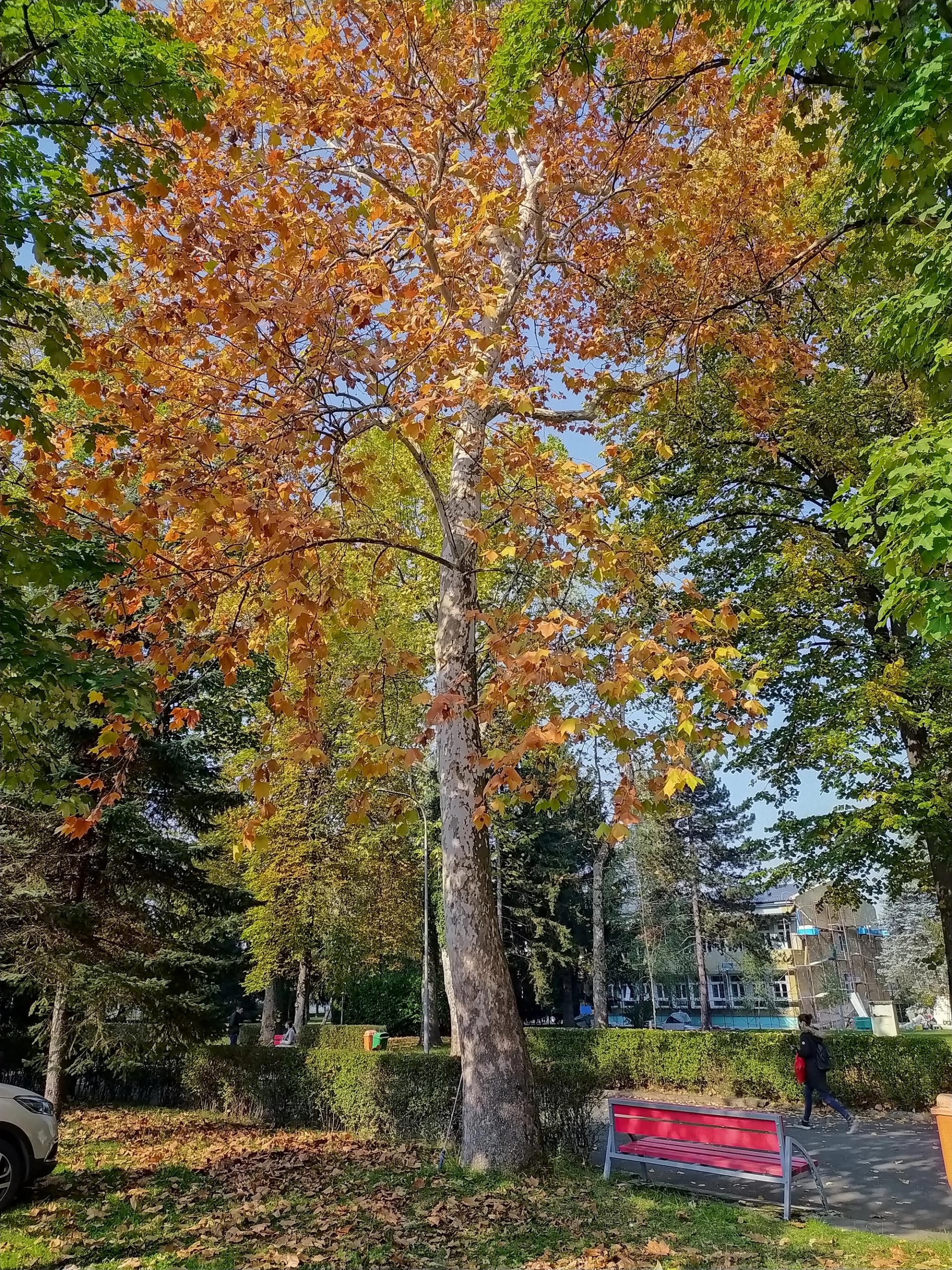 park, jesen