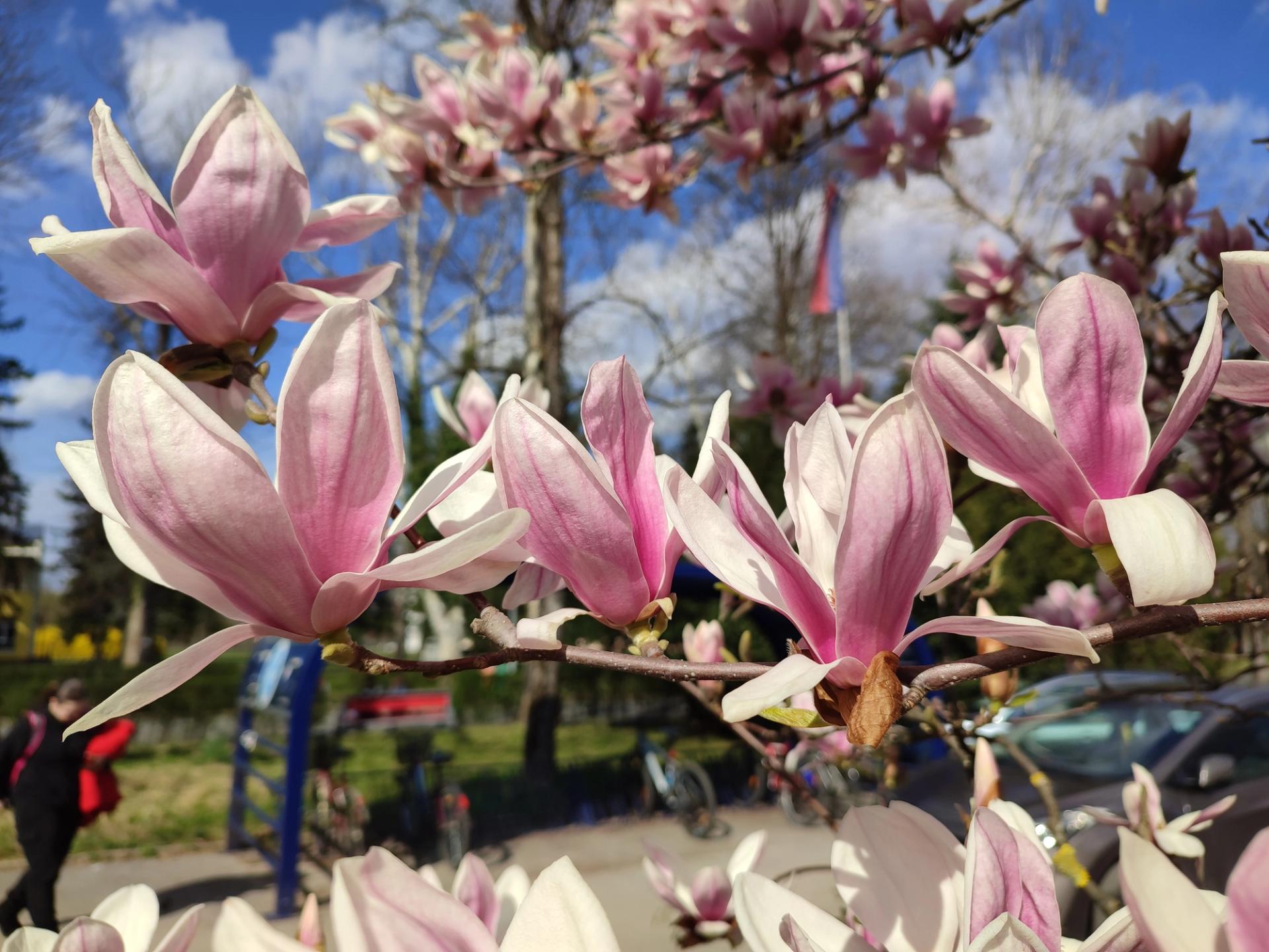 magnolija
