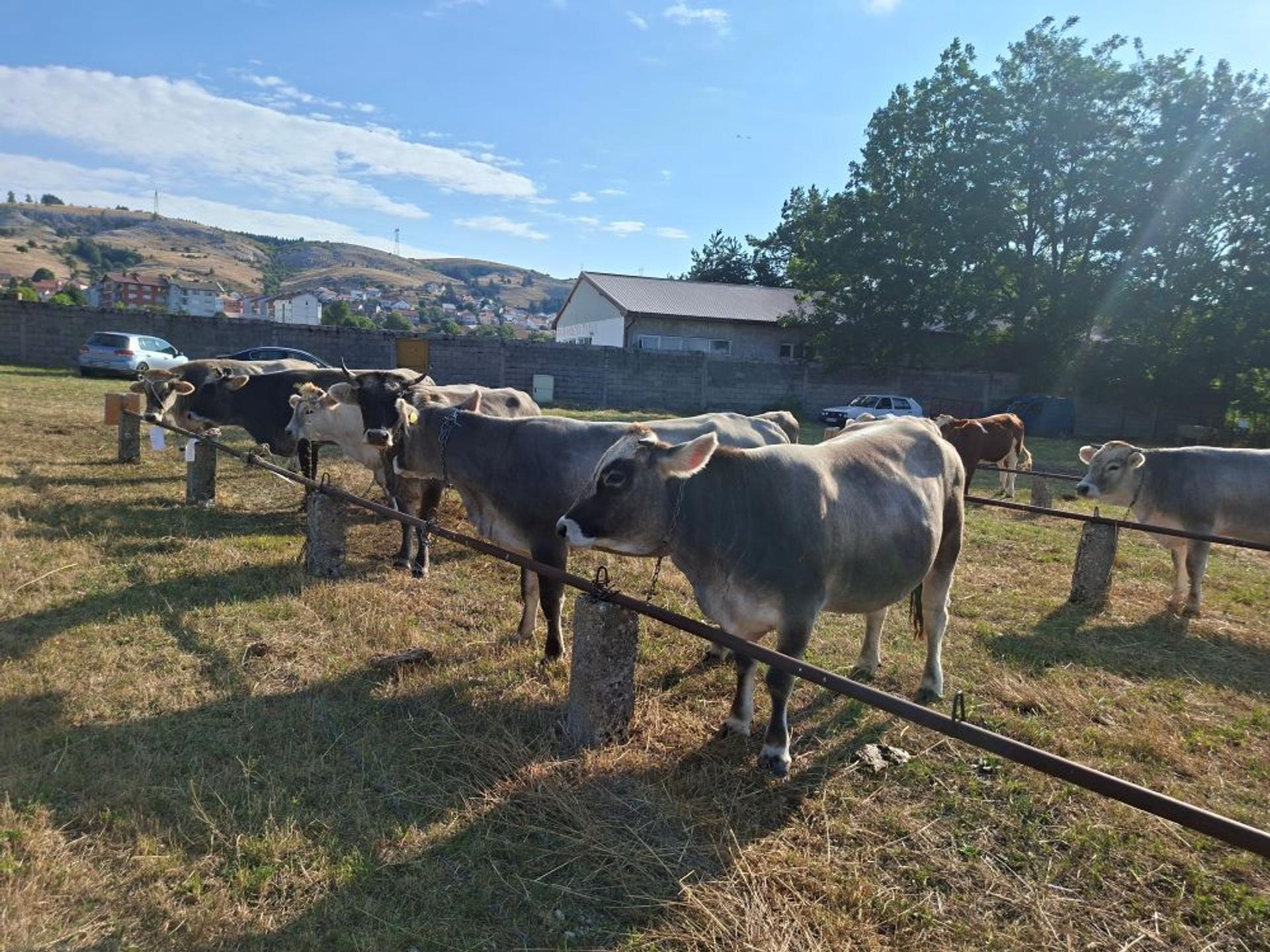 Održana 48. regionalna izložba stoke u Gacku
