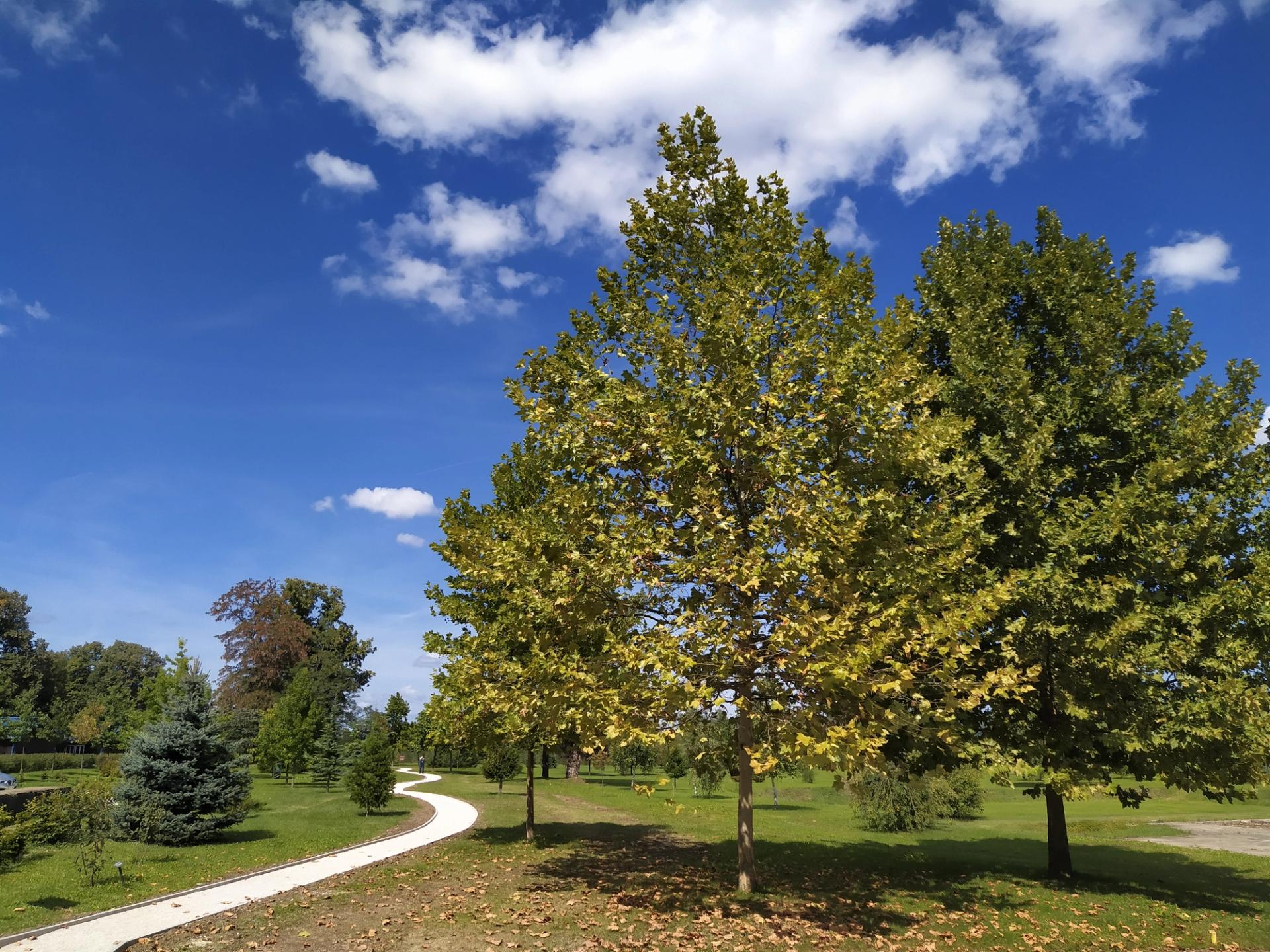 arboretum