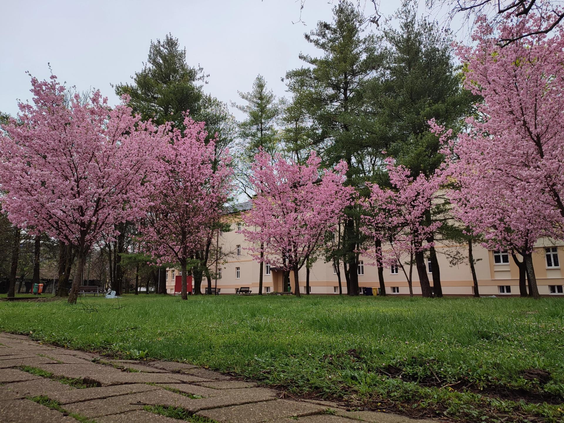 japanske trešnje 