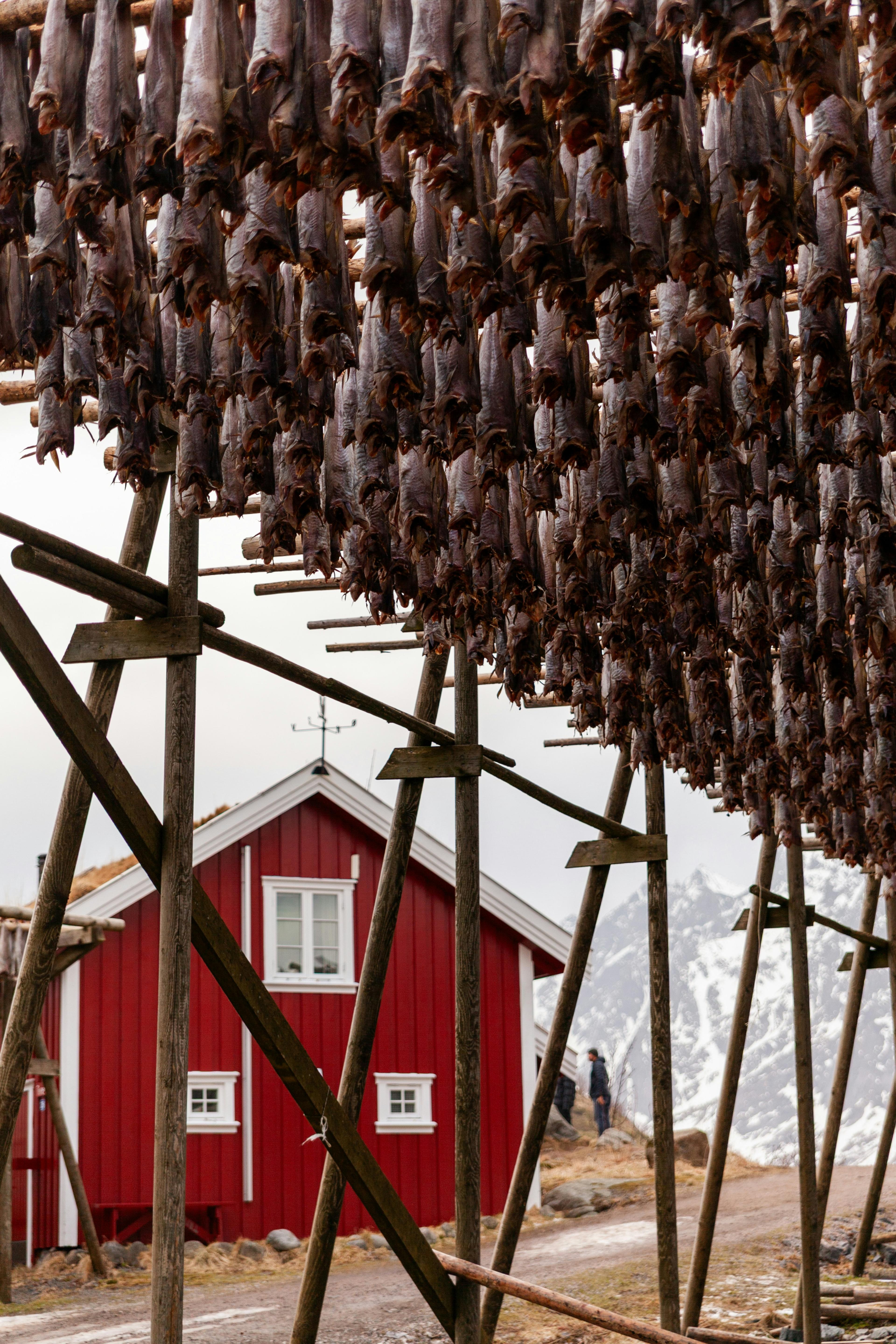 Bacalaos secándose en las Islas Lofoten, con el método tradicional