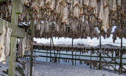 La gastronomía de las Islas Lofoten