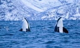 Orcas en el safari