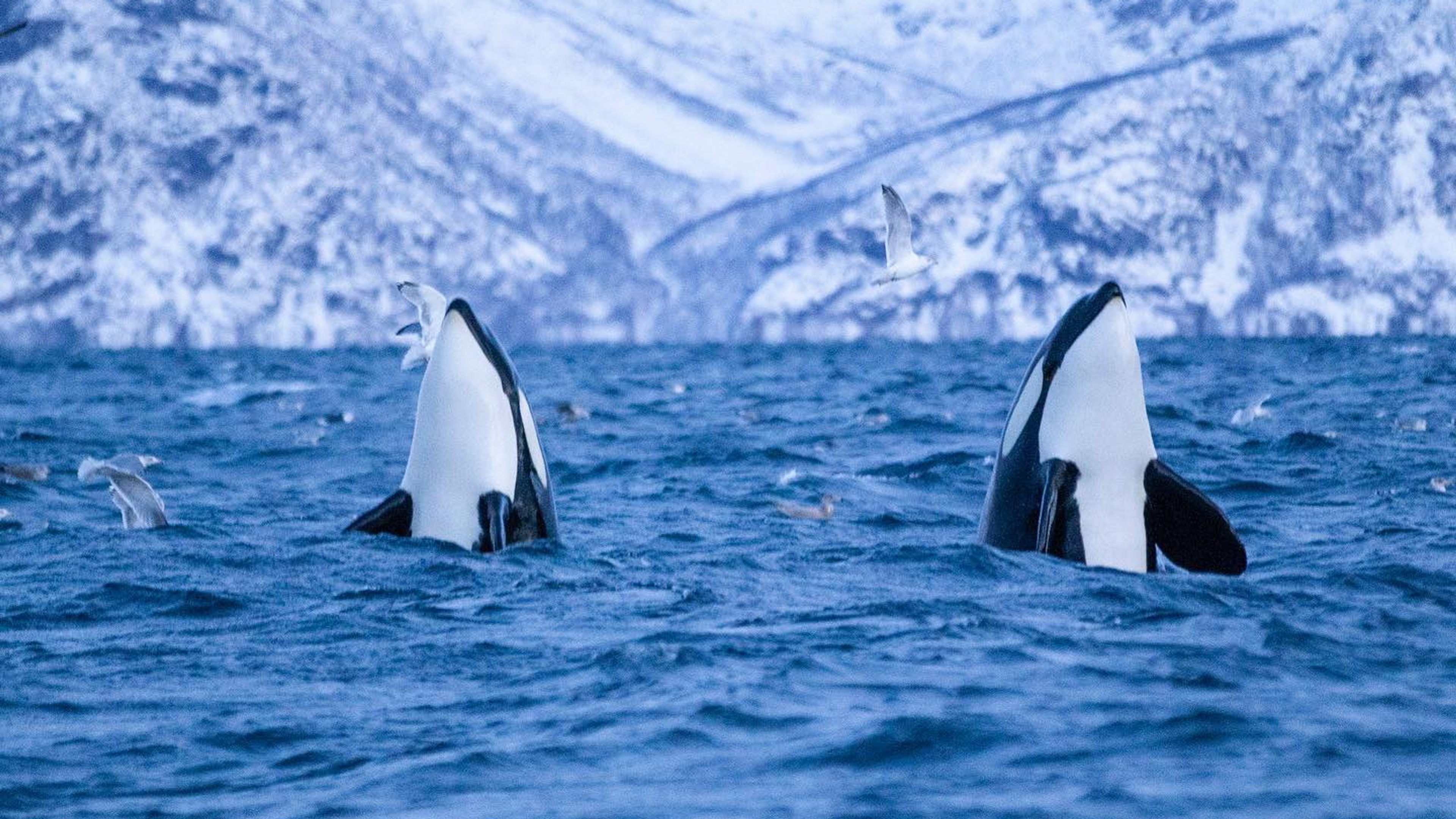 Orcas en el safari