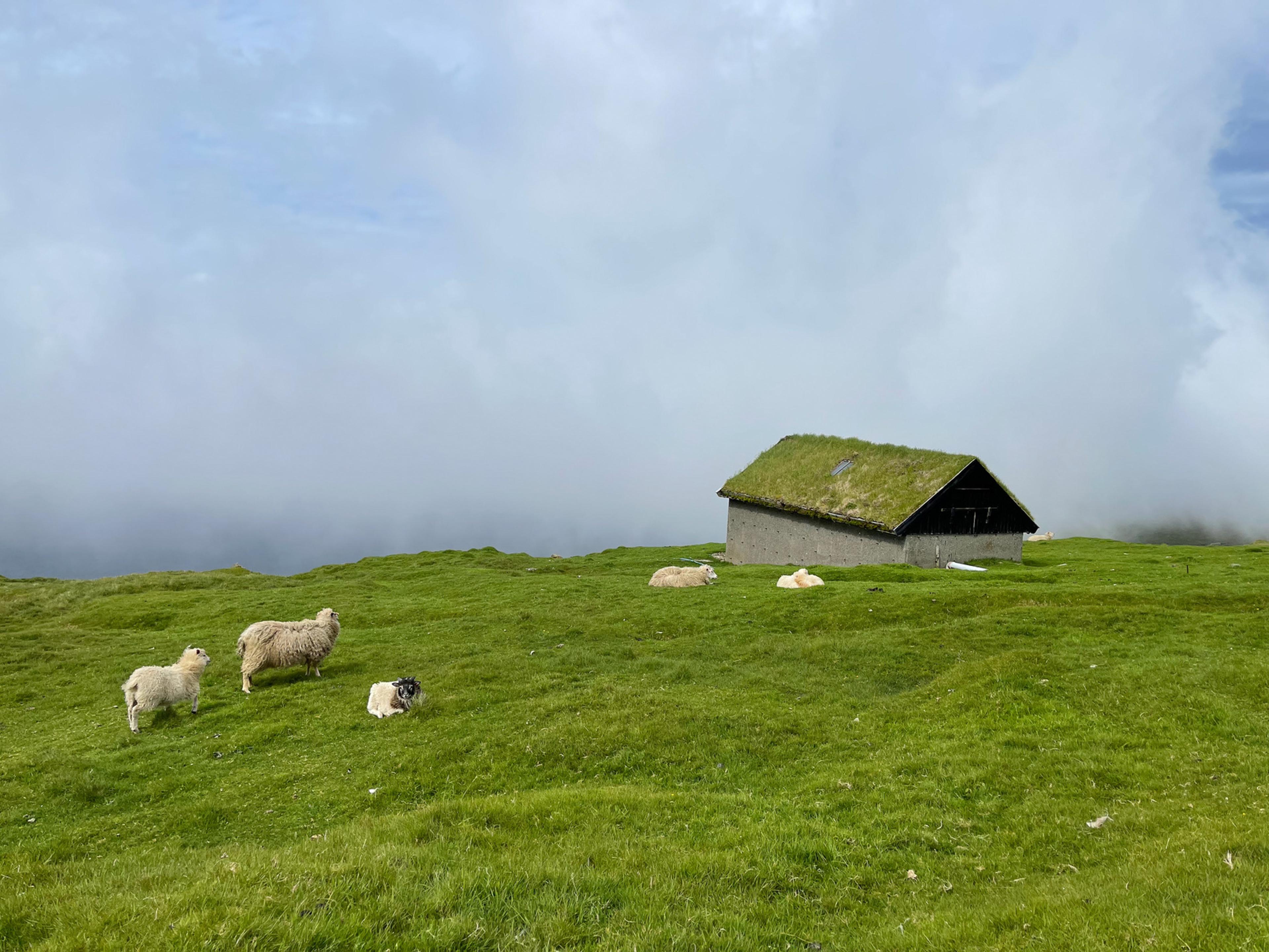Ovejas pastando junto a una casa de cubierta de hierba sobre un prado verde en las Islas Feroe