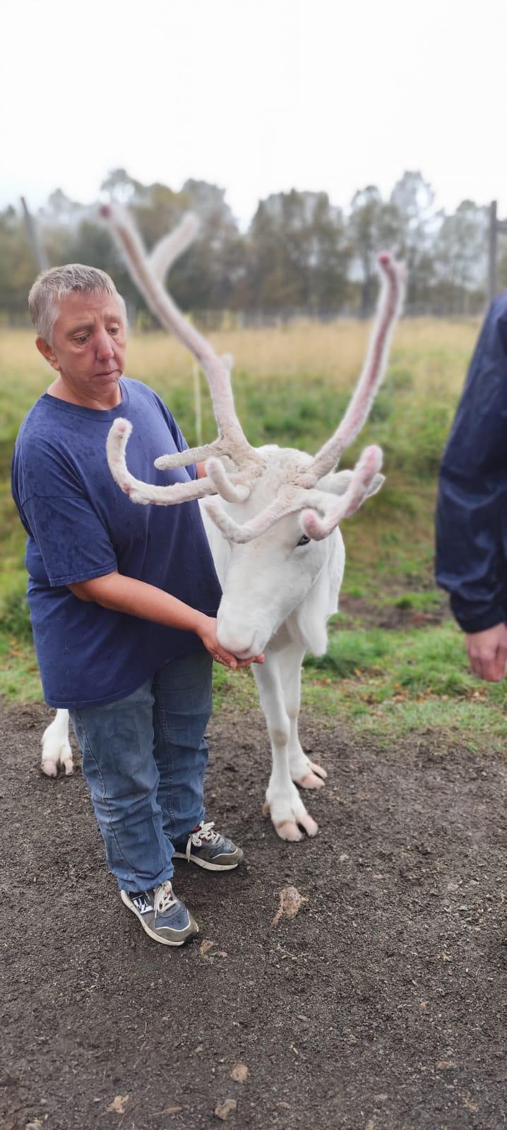 Dando de comer a los renos en Inga Sami Siida