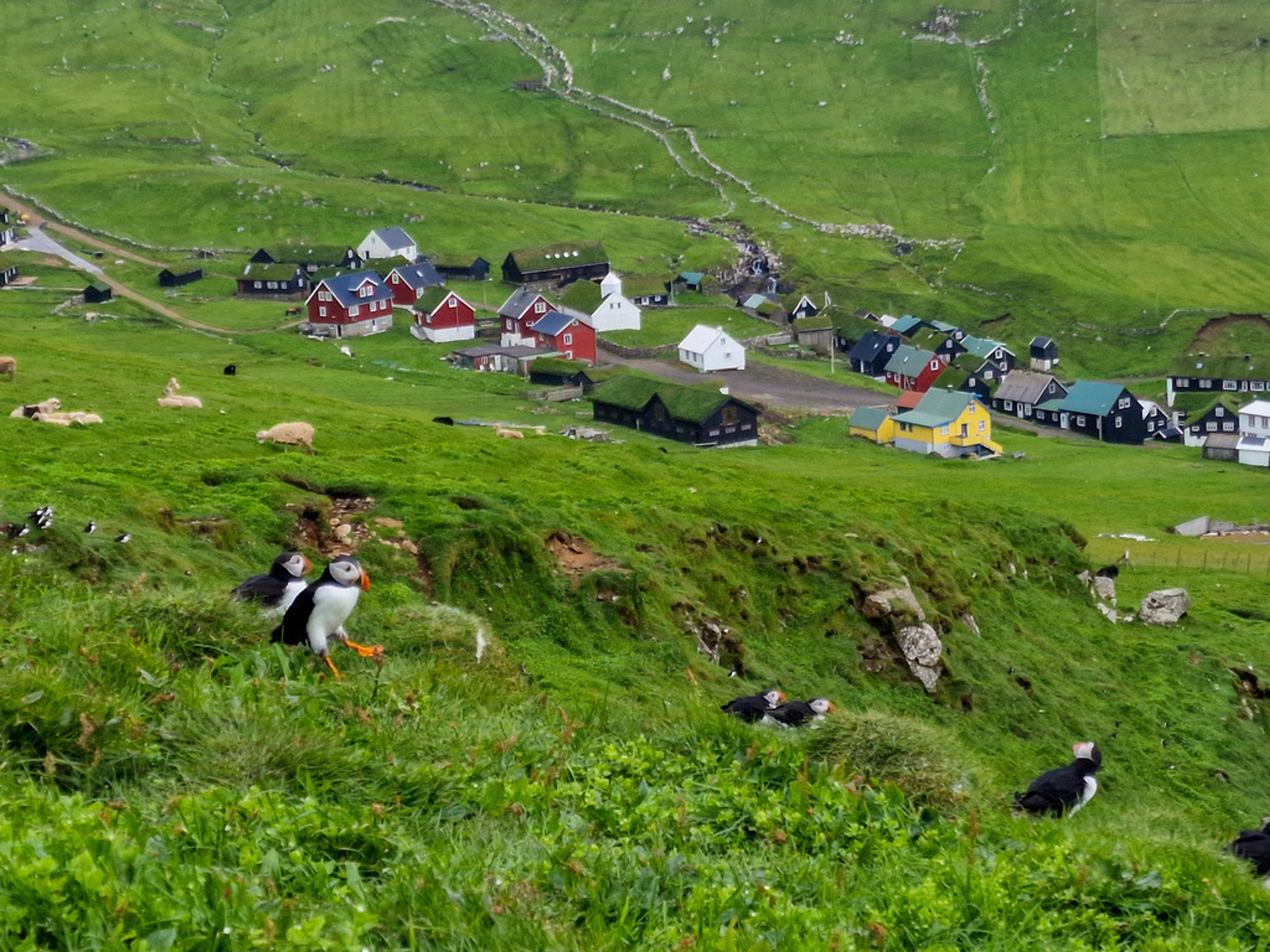 Frailecillos en un acantilado de Mykines con el pueblo y el valle verde al fondo