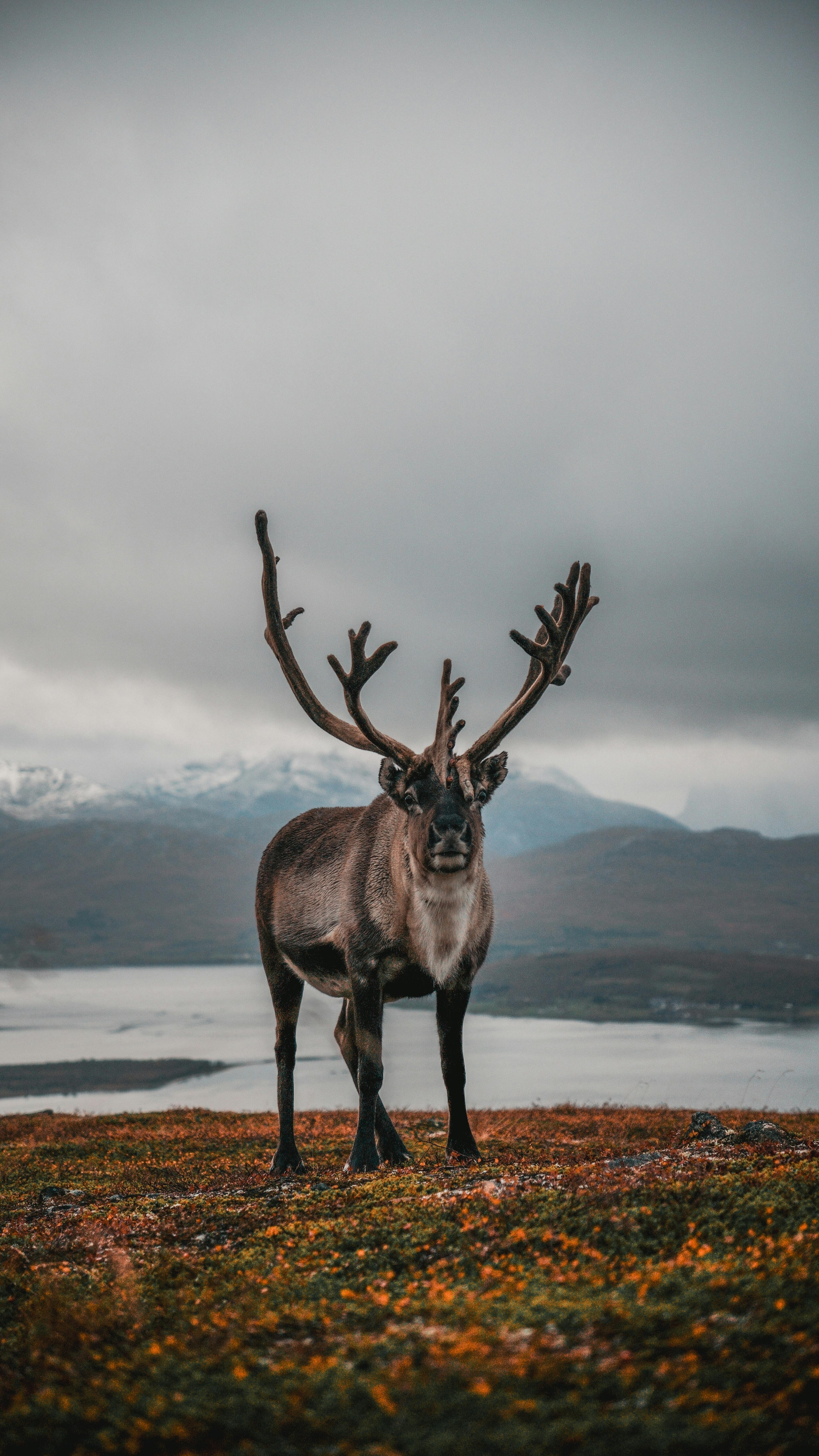 Reno pastando en la tundra del norte de Noruega