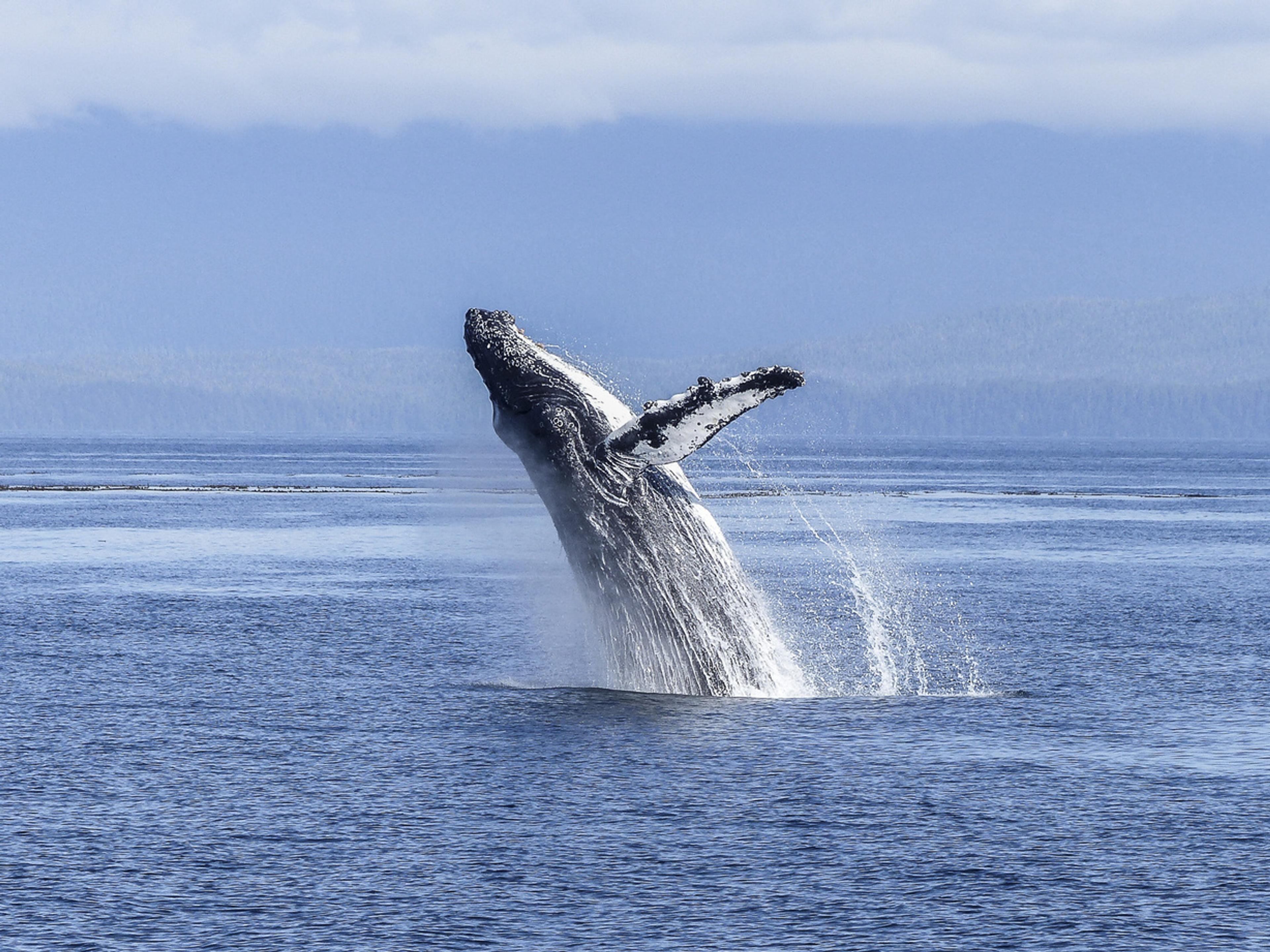 Ballena jorobada saltando fuera del agua frente a la costa del norte de Islandia