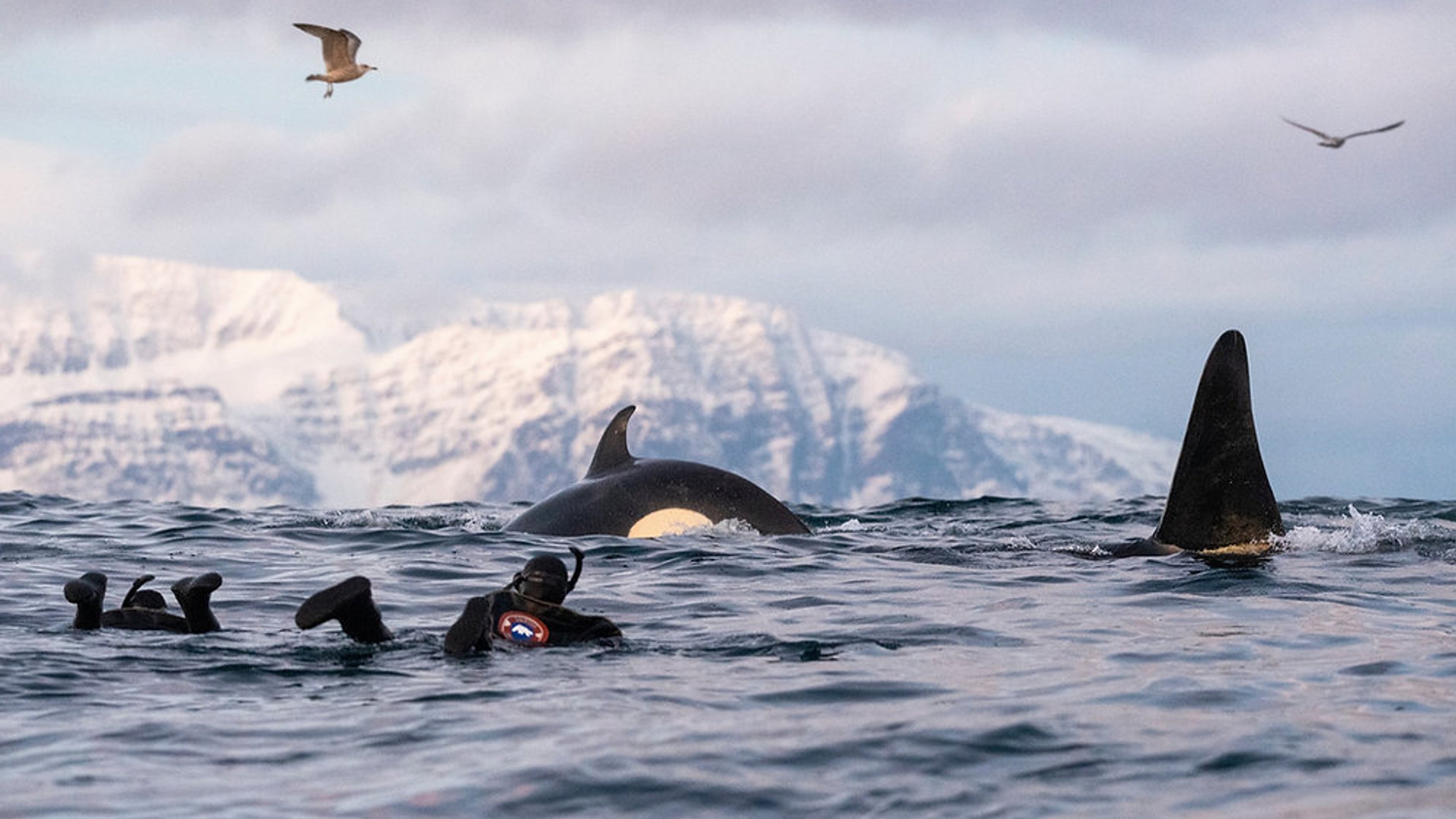¿Qué debes saber de las orcas antes de sumergirte con ellas?