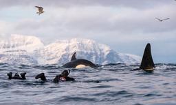¿Qué debes saber de las orcas antes de sumergirte con ellas?