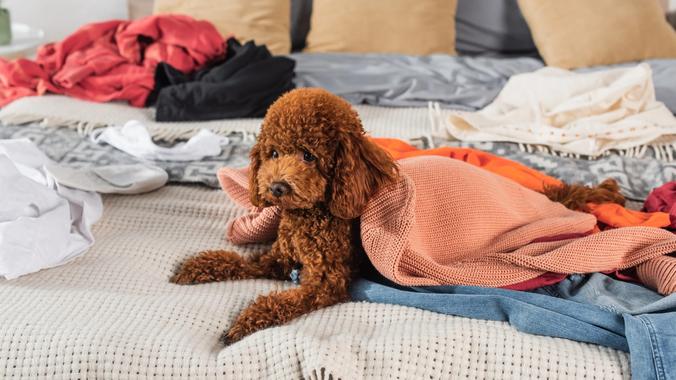 Furry Faux Pas: What Happens When You Hide Your Pets?