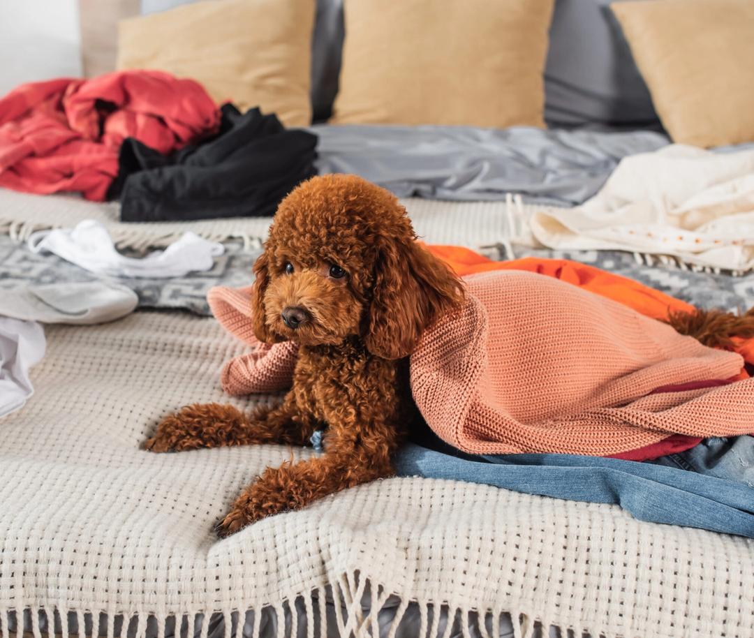 Furry Faux Pas: What Happens When You Hide Your Pets?