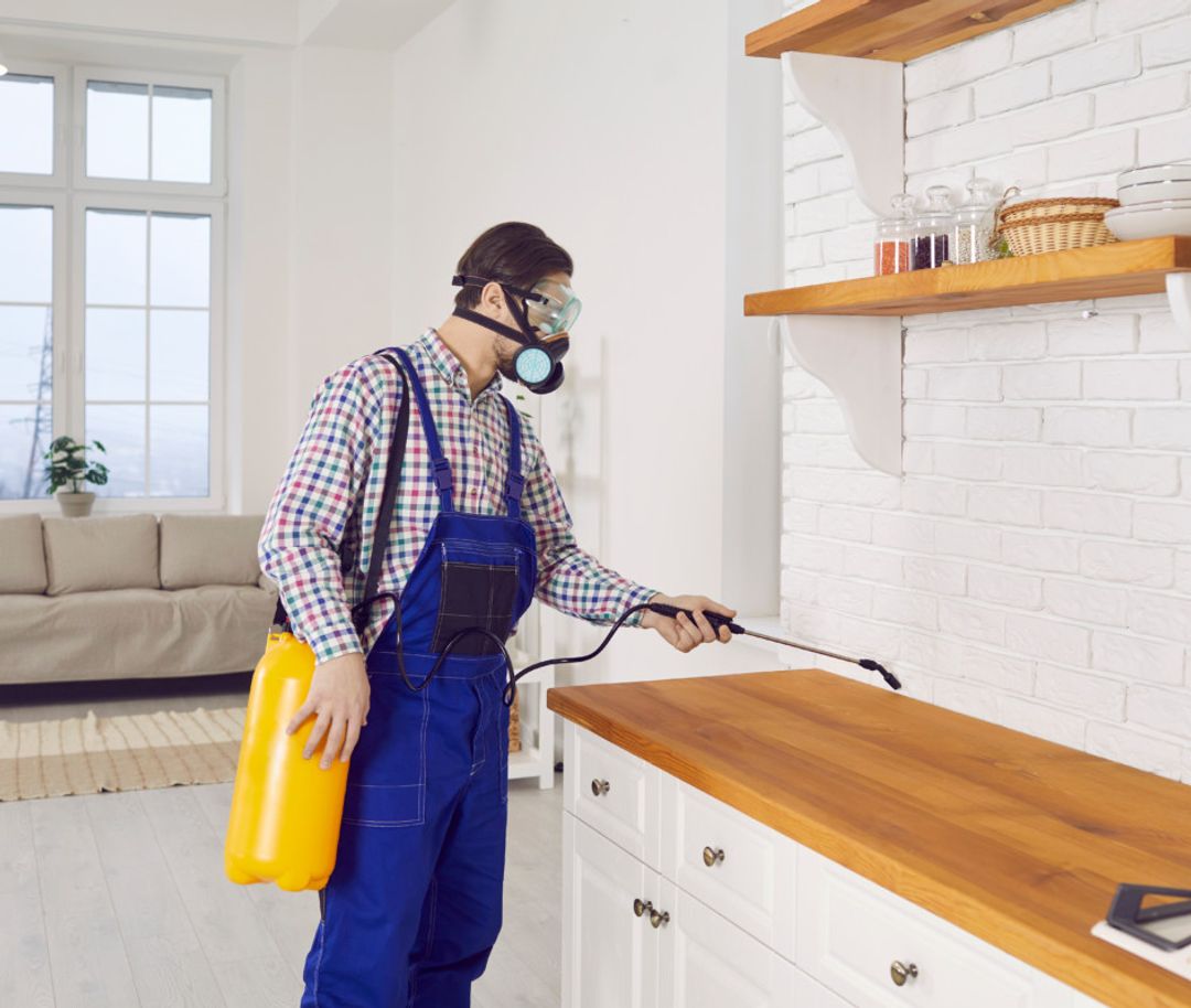 Are You or Your Landlord Responsible for Pest Problems?