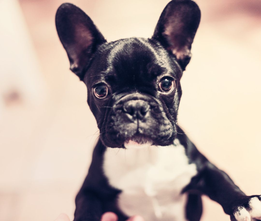 How Pet-friendly Housing Increases Profit
