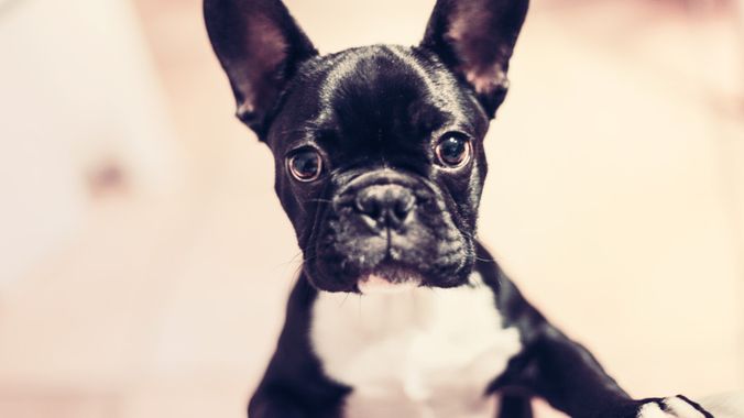 How Pet-friendly Housing Increases Profit