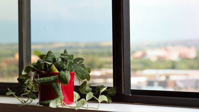 rentler-house-plant