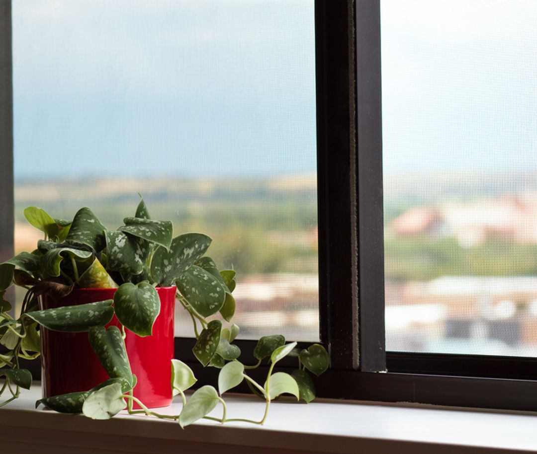 rentler-house-plant