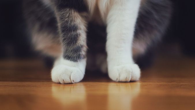 adopting-a-cat
