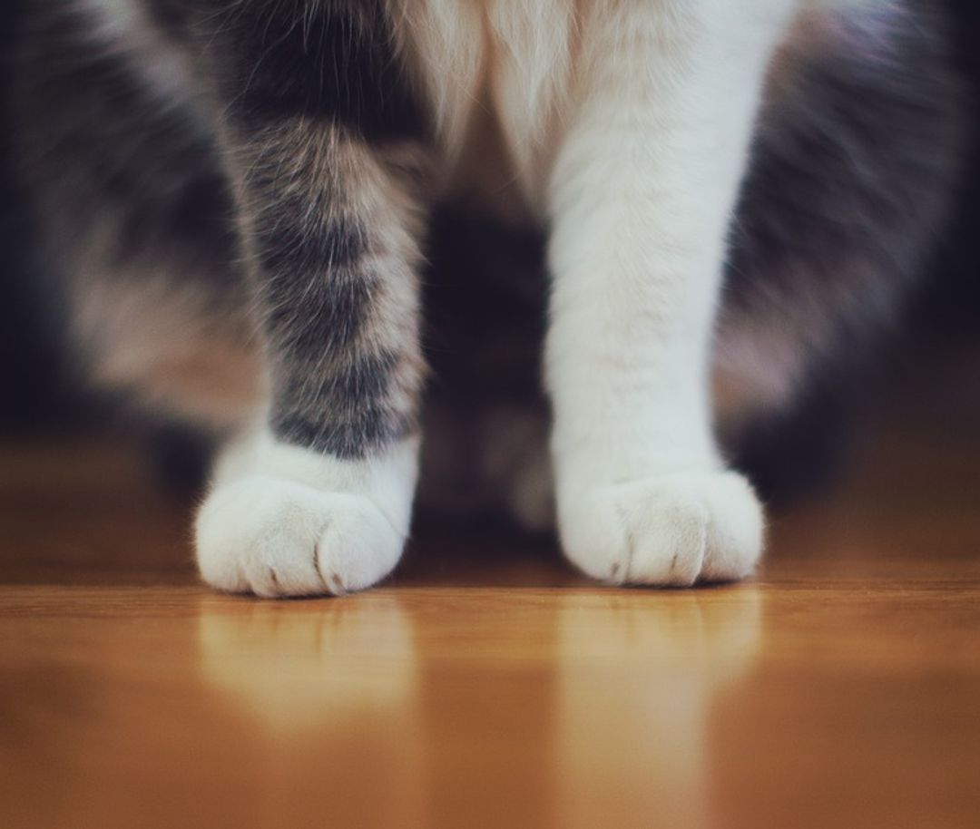 adopting-a-cat