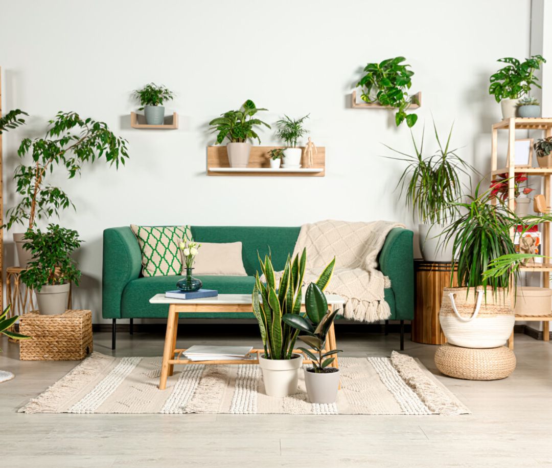Breathe Easy: The Top Plants for Air Purification in Your Apartment