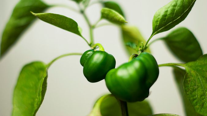 How to Grow Food In Your Apartment