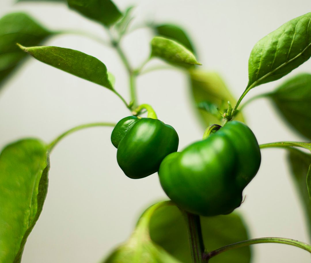 How to Grow Food In Your Apartment